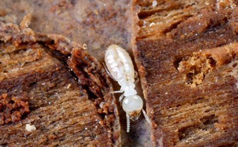 白蟻原來是這樣“潛伏”進(jìn)你家的